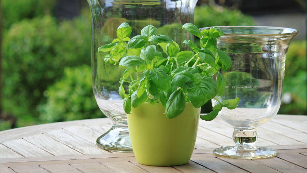 Herb Garden for your kitchen patio