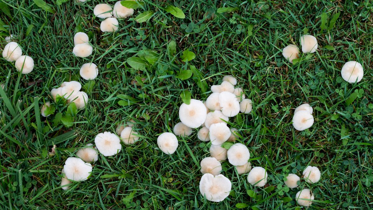 Are mushrooms a sign of a healthy lawn and why do they appear?