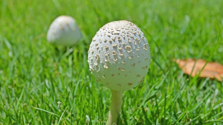 Are Mushrooms a Sign of a Healthy Lawn or Possibly Dangerous