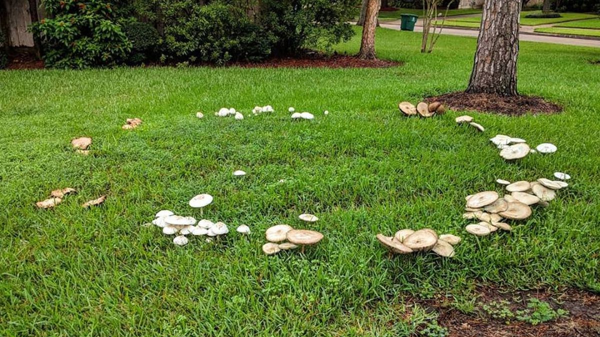 What are fairy rings and why do they appear in your garden lawn?