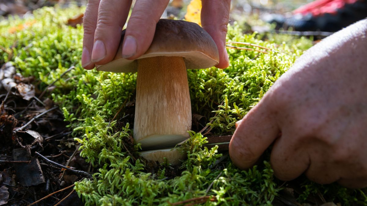 How to get rid of mushrooms growing on your garden lawn?